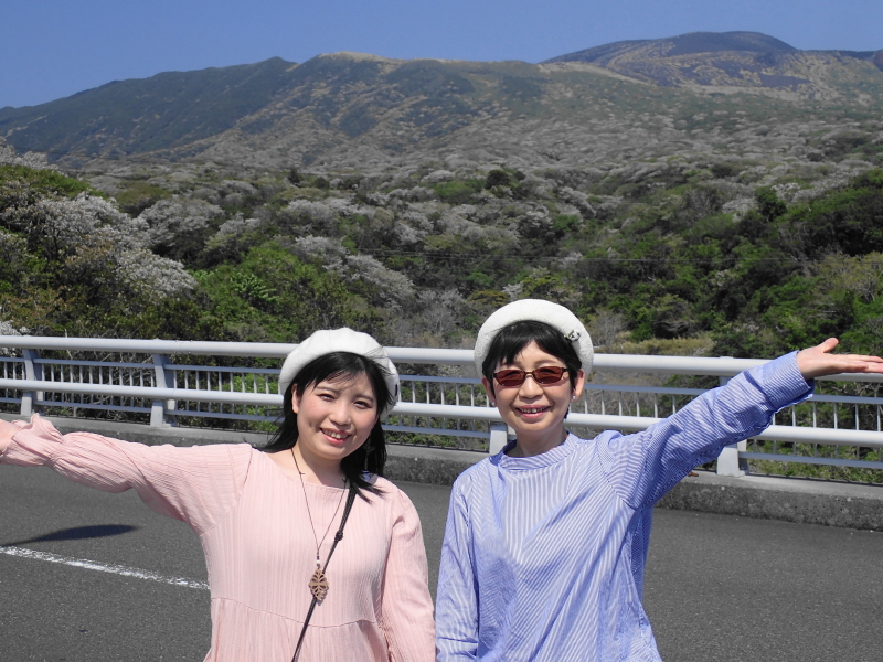 三原山を染める大島桜