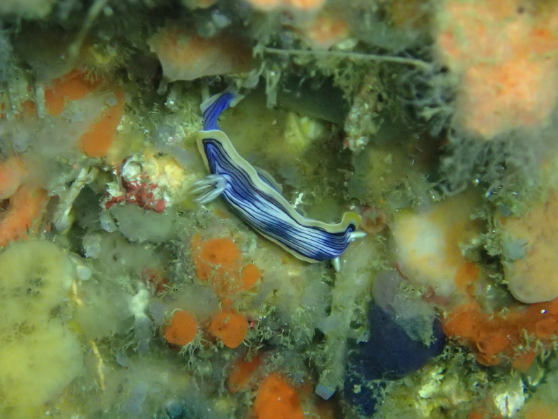 コンガスリウミウシ