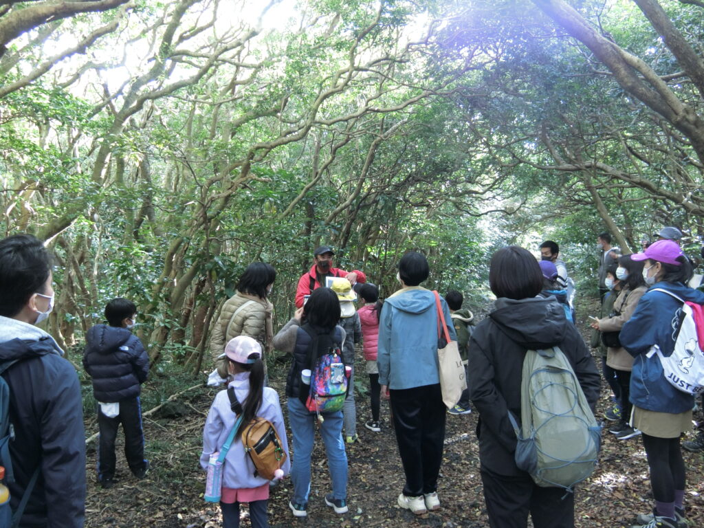 緑豊かな木漏れ日トンネル