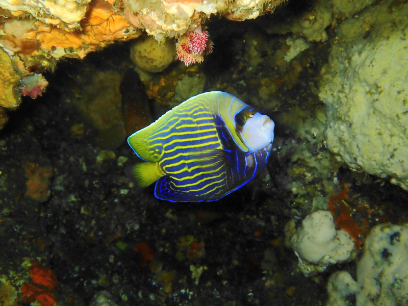 タテジマキンチャクダイ若魚