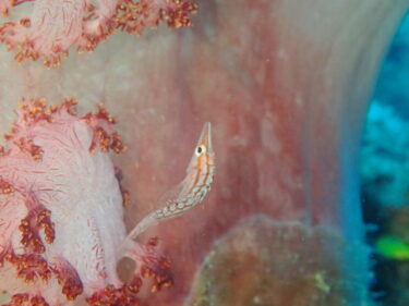 クダゴンベ幼魚が新たに仲間入り♪