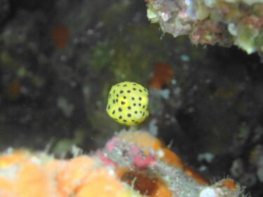 ミナミハコフグ幼魚が再び登場♪