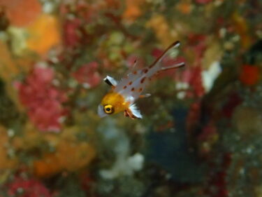 ヒオドシベラ幼魚も健在♪