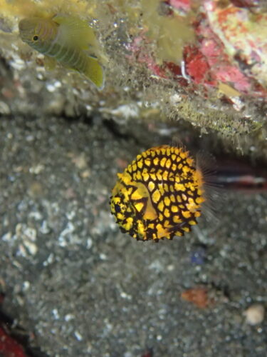 黄金色に輝くマツカサウオ幼魚♪