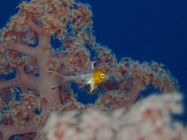 年末も人気なヒオドシベラ幼魚♪