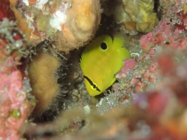 冬に色添えるシテンヤッコ幼魚♪