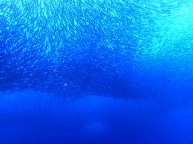 久々に秋の浜でイワシに遭遇！