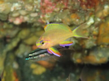 美しい鰭に惹かれるキシマハナダイ幼魚♪