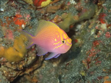 安定した深場の魅力魚たち。。。