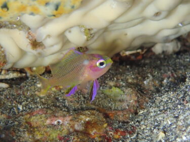 極小キシマハナダイ幼魚が仲間入り♪