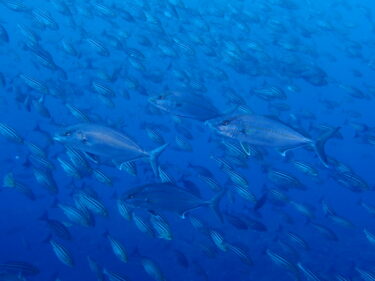 王の浜は水温２１℃で回遊魚天国♪