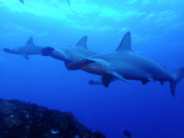 平日ならではの超接近ハンマーと話題の魚達