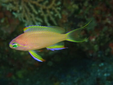 水温も少し上がり魚影が活発に♪