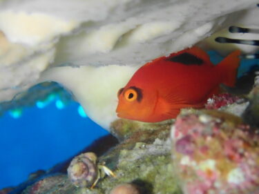 静かな海を求め王の浜へ。。。