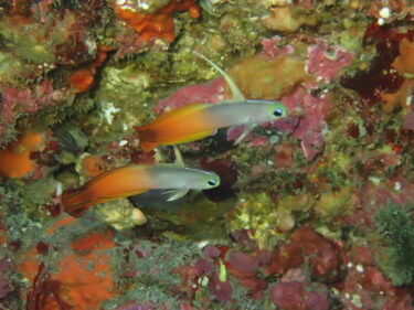 ２日間のシケを耐え抜いた生き物達！