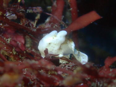 秋の浜はカエルアンコウ多し。。。