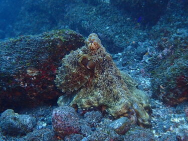 海鳥は沢山居たのにイワシは何処へ？