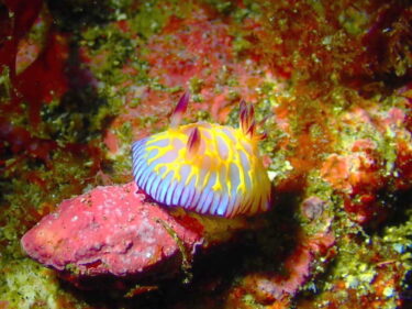 小さな生物も大きな生物も♪