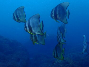 西側は想定以上のウネリある海でしたが。。。