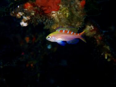 ダイビング本数の80%が秋の浜の方と…