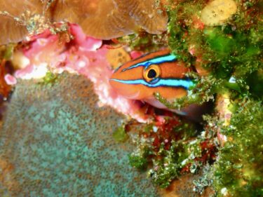 陸より海の方が暖かい！？