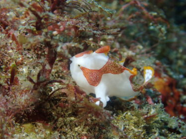 極小のヒレグロコショウダイ幼魚に出会う♪