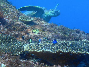 小魚の前ではカメも怪獣？！