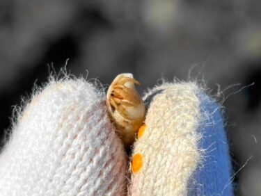 冬の海辺でお宝さがし？！
