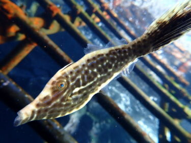 EXハシゴに新たな幼魚が仲間入り♪