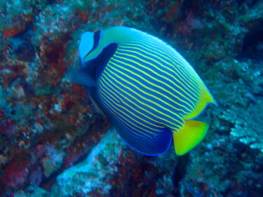 立派なタテジマキンチャクダイ成魚♪