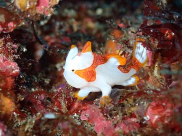 強風でも秋の浜ならへっちゃら！