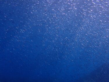 ポカポカ陽気なダイビング日和