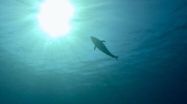メジロにマグロにイサキに…