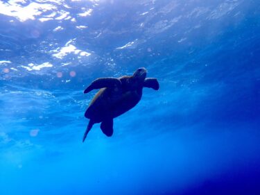 秋の浜でカメパラダイス🐢