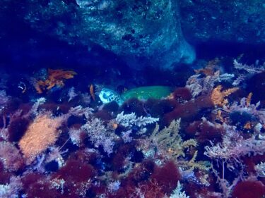 ダイビング！ふかふかのベットで気持ちよさそう😴