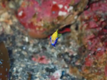 ダイビング！キンキンの秋の浜