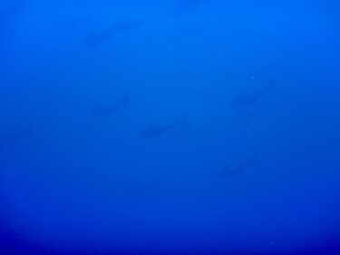 ダイビング！マグロの隊列に出会う！？