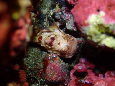 ダイビング！沢山の生物！