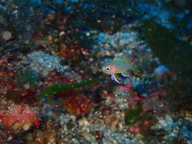 ダイビング！やっぱり秋の浜は生物の宝庫✨️