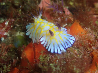 東と西とで海況違い過ぎ！でも魚種は豊富♪