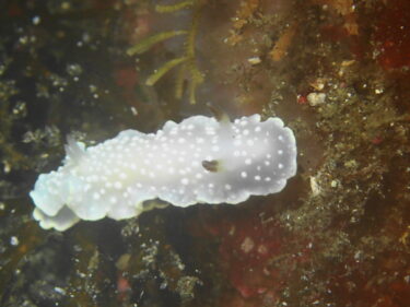 夏を感じる陽気と初夏らしい水中生物たち♪