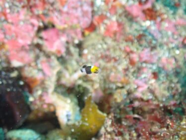 ダイビング　極小のアジアコショウダイ！