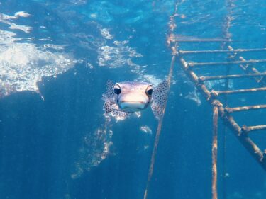 魚とよく目が合う日👀