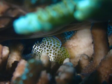 新たにセダカギンポ登場