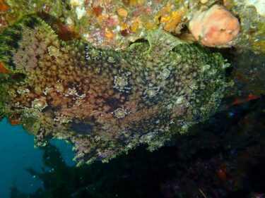 デカソウシカエルアンコウ復活！？