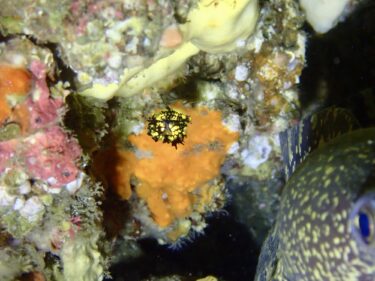 一円玉より小さいマツカサウオ！