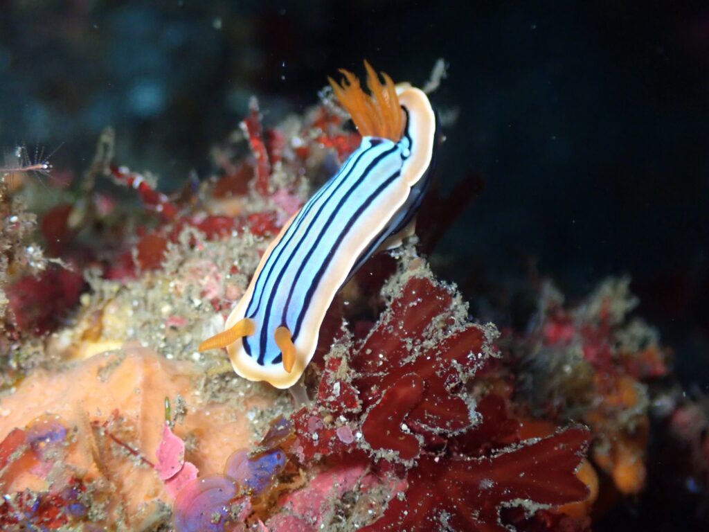 うねうねでも秋の浜は潜れます✨️│オレンジフィッシュ｜伊豆大島の